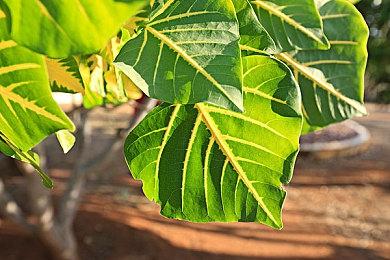 国产策略游戏《钢铁指挥官》将于9月26日正式发售